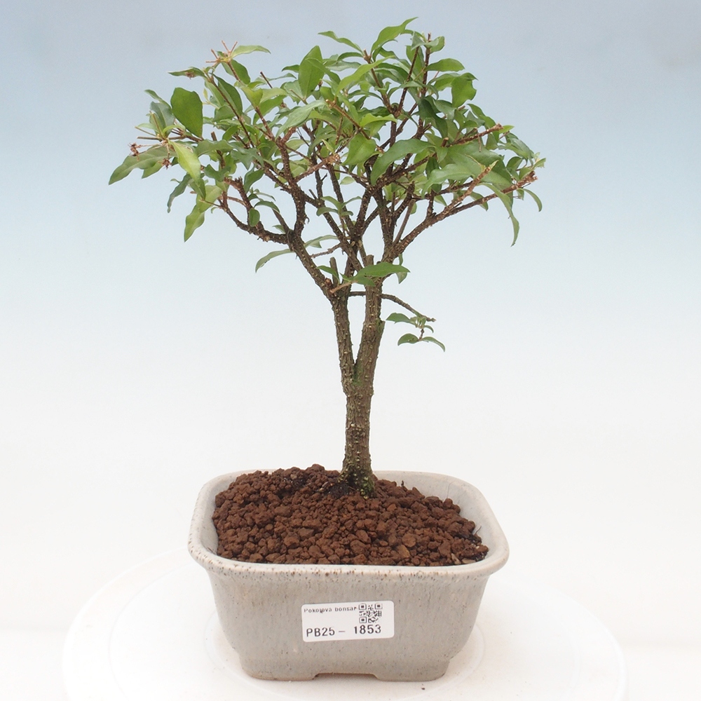 Room bonsai - Malpighia coccigera- Barbdorian cherry
