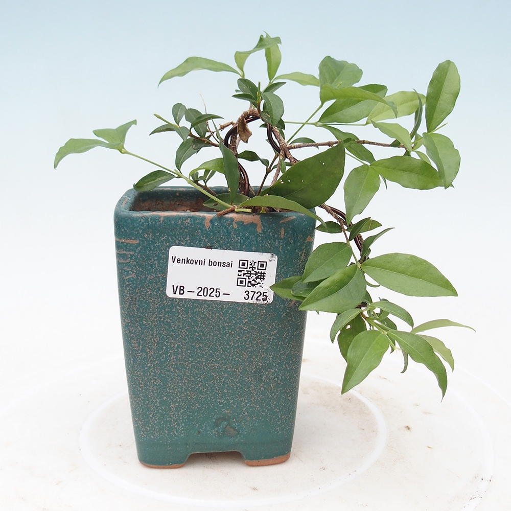 Room bonsai - cherry Malpighia coccigera- Barbdorská