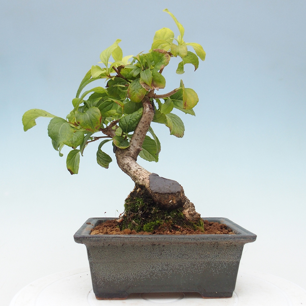 Outdoor bonsai - Celastrus Jesenec