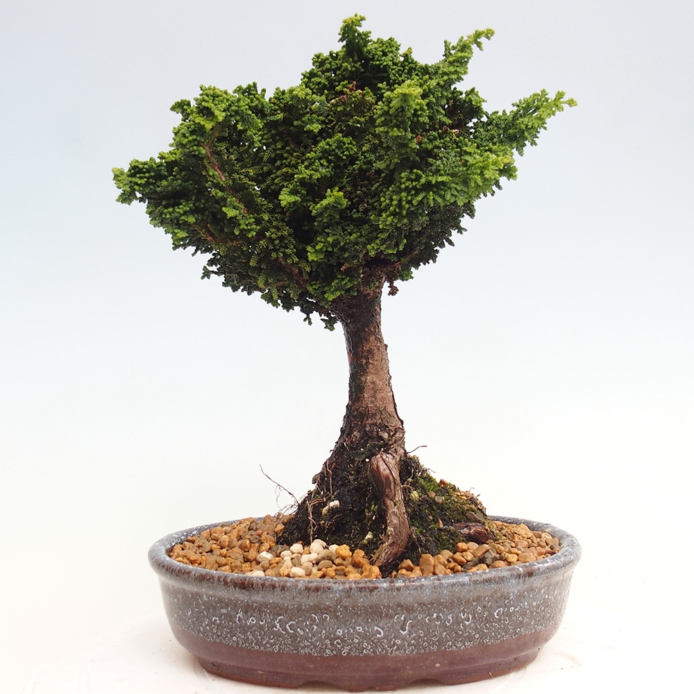 Outdoor bonsai - Cham. obtusa SEKKA HINOKI - Cypress
