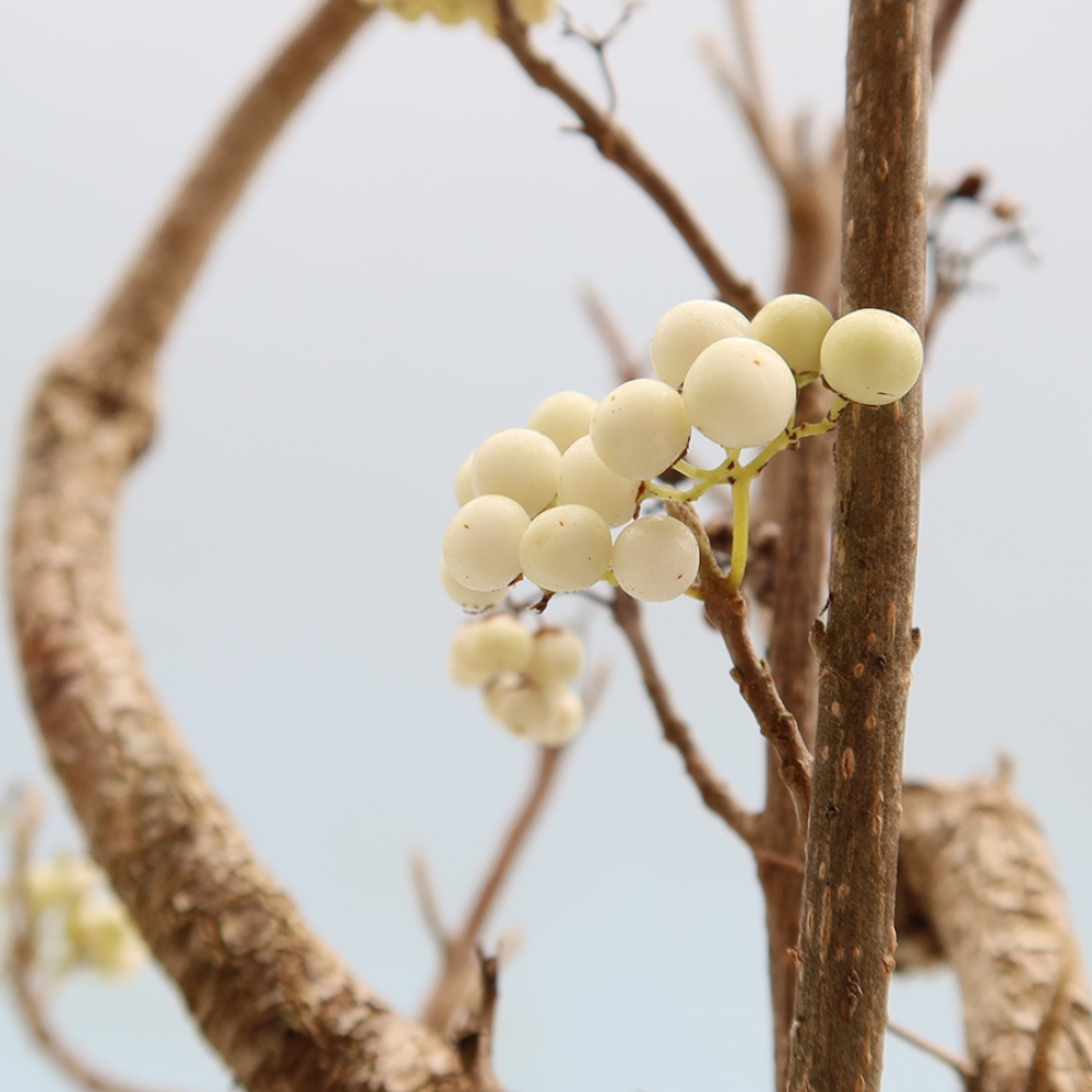 Outdoor Bonsai - Callicarpa bodinieri 'Snowqueen' - Snowberry