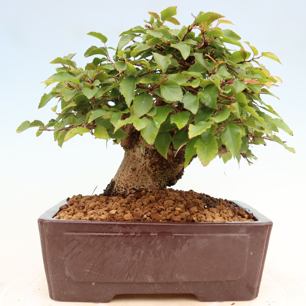 Outdoor bonsai -Carpinus coreana - Korean Hornbeam