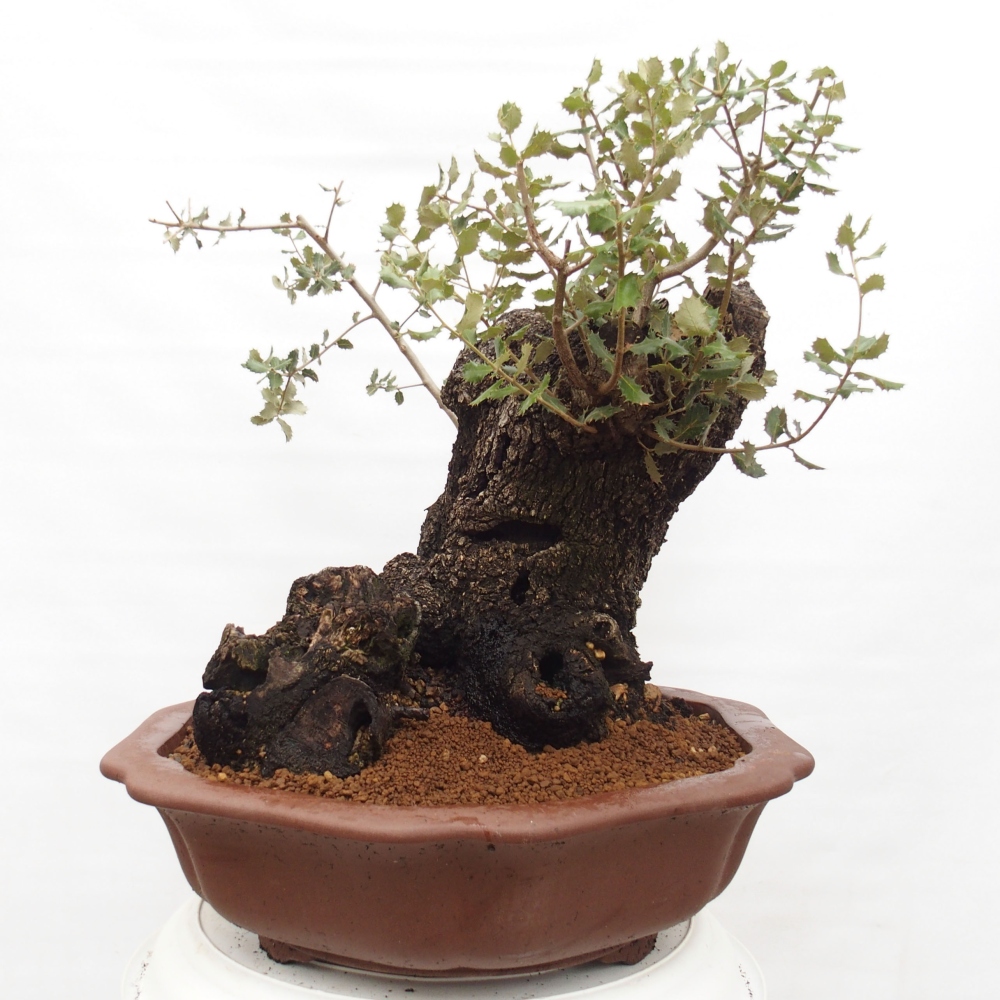 Yamadori - Quercus Ilex - Oak holly