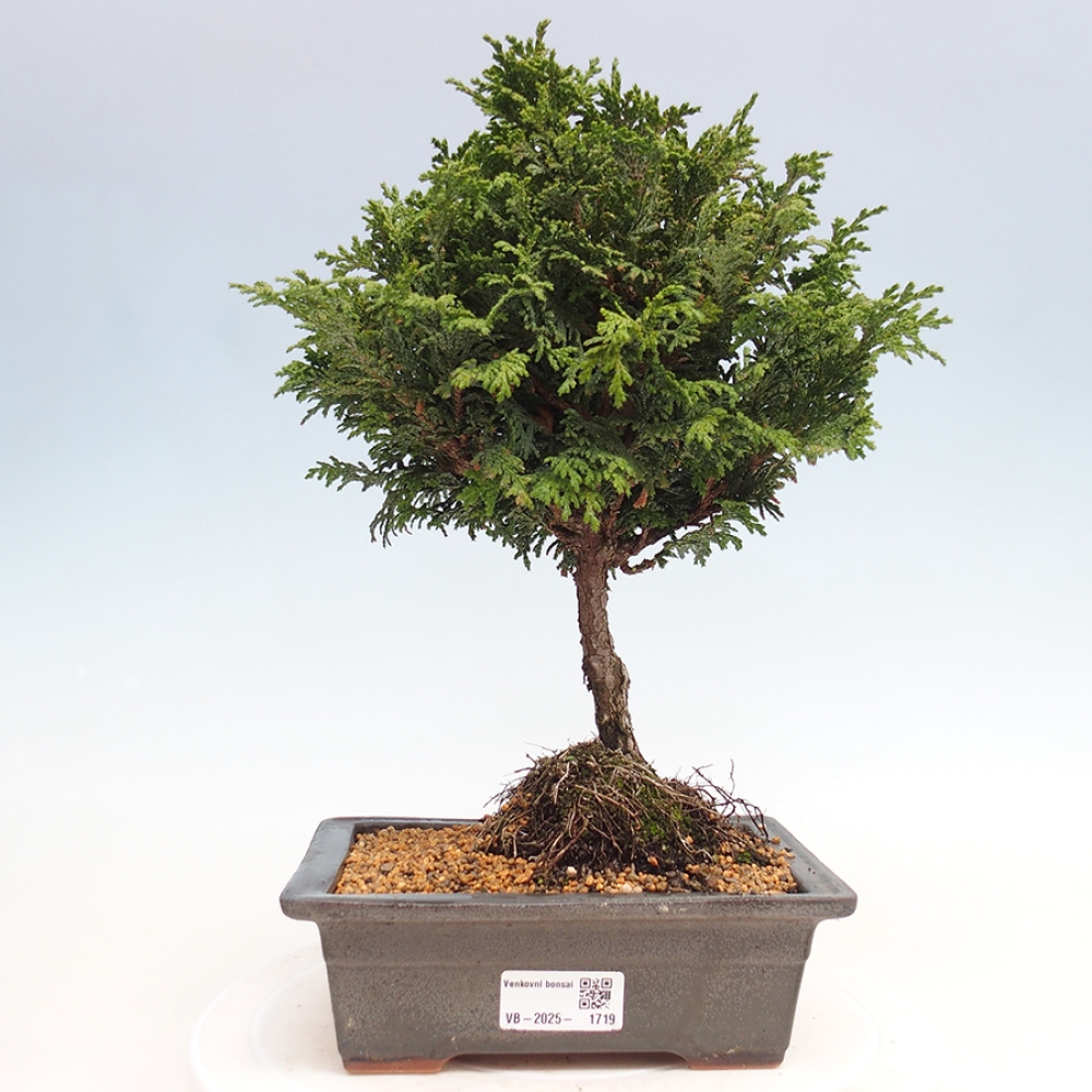 Outdoor bonsai - Cham.pis Parslori - Cypress