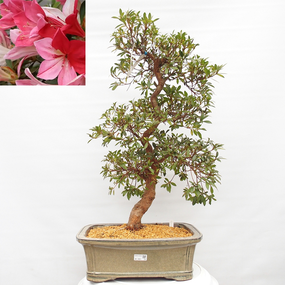 Outdoor bonsai - Japanese Azalea - Azalea Haruurara