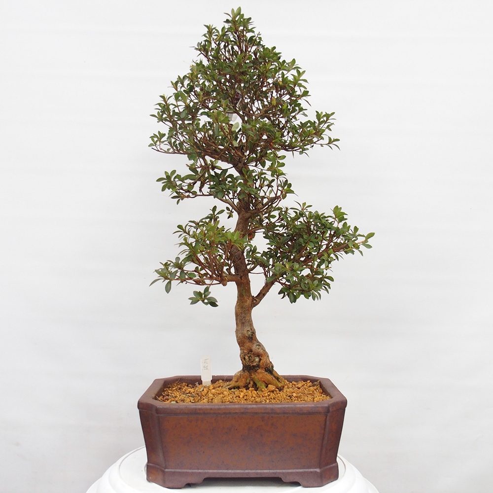 Outdoor bonsai - Japanese Azalea - Azalea Hanatsuzuri