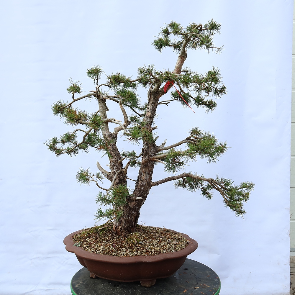 Pinus sylvestris Spain - Scots pine