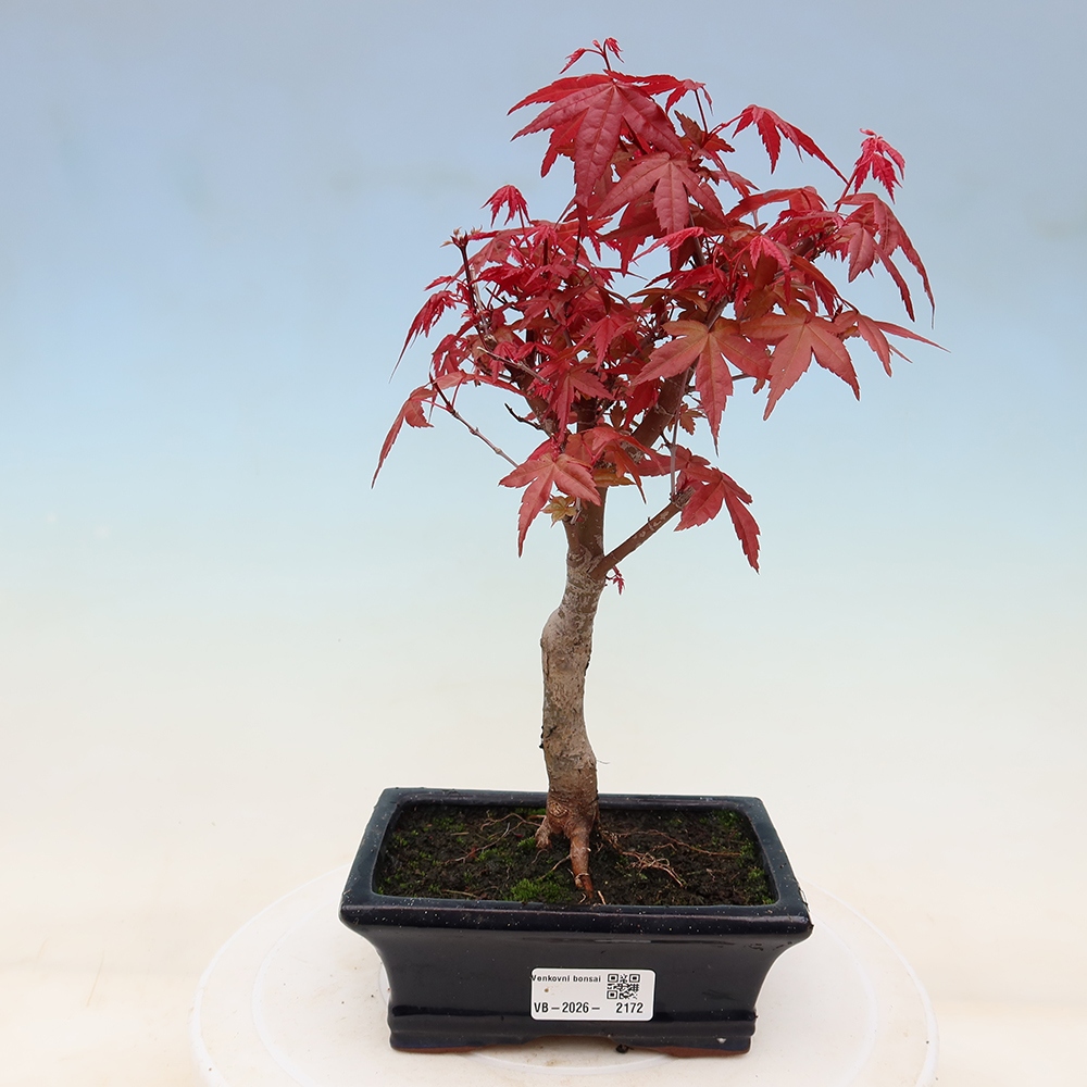 Outdoor bonsai - Acer palmatum DESHOJO