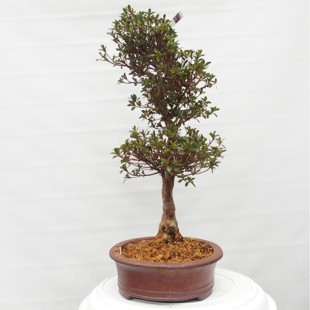 Outdoor bonsai - Japanese Azalea - Azalea Hanatsuzuri