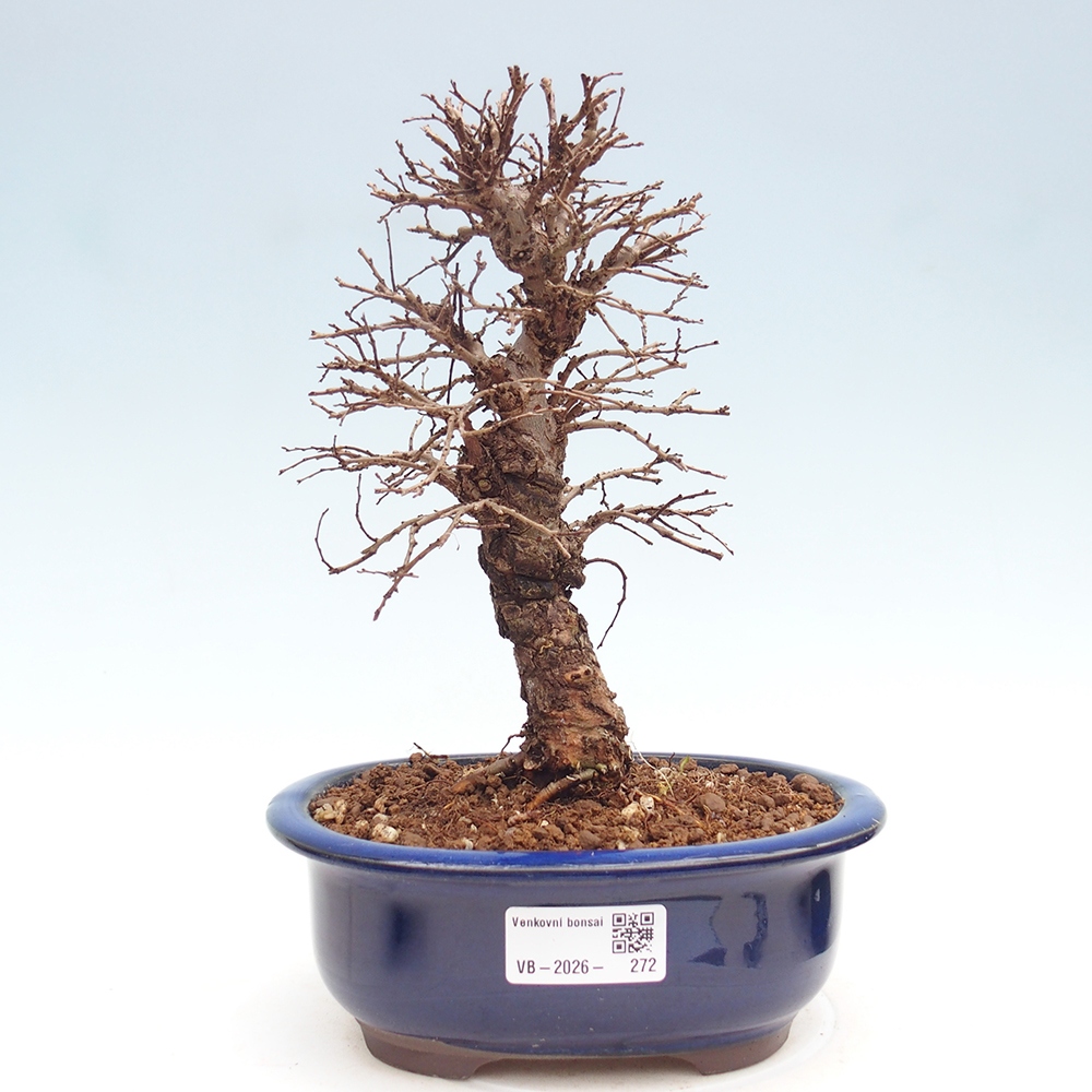 Outdoor bonsai - Zelkova - Zelkova NIRE