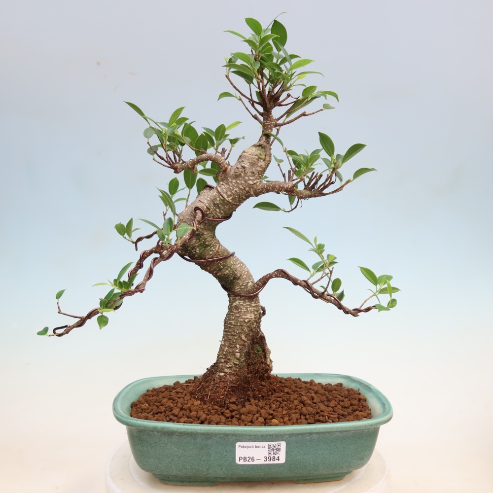 Room bonsai - Ficus kimmen - small-leaved ficus