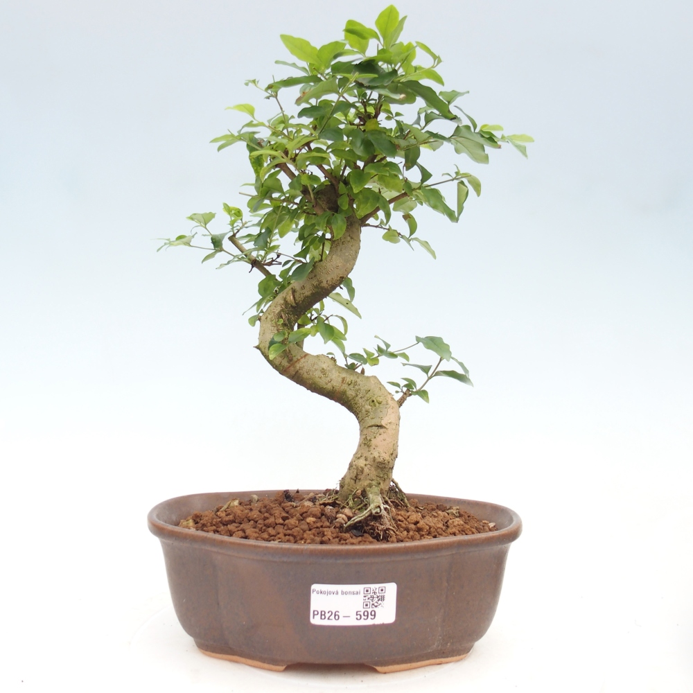 Room bonsai -Ligustrum chinensis - Birds Beak