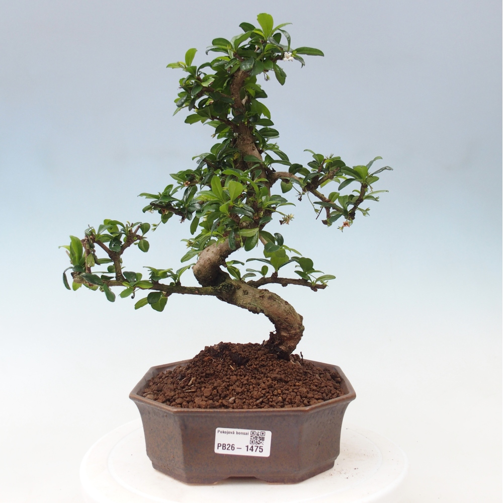 Room bonsai - Carmona macrophylla - Tea fuki