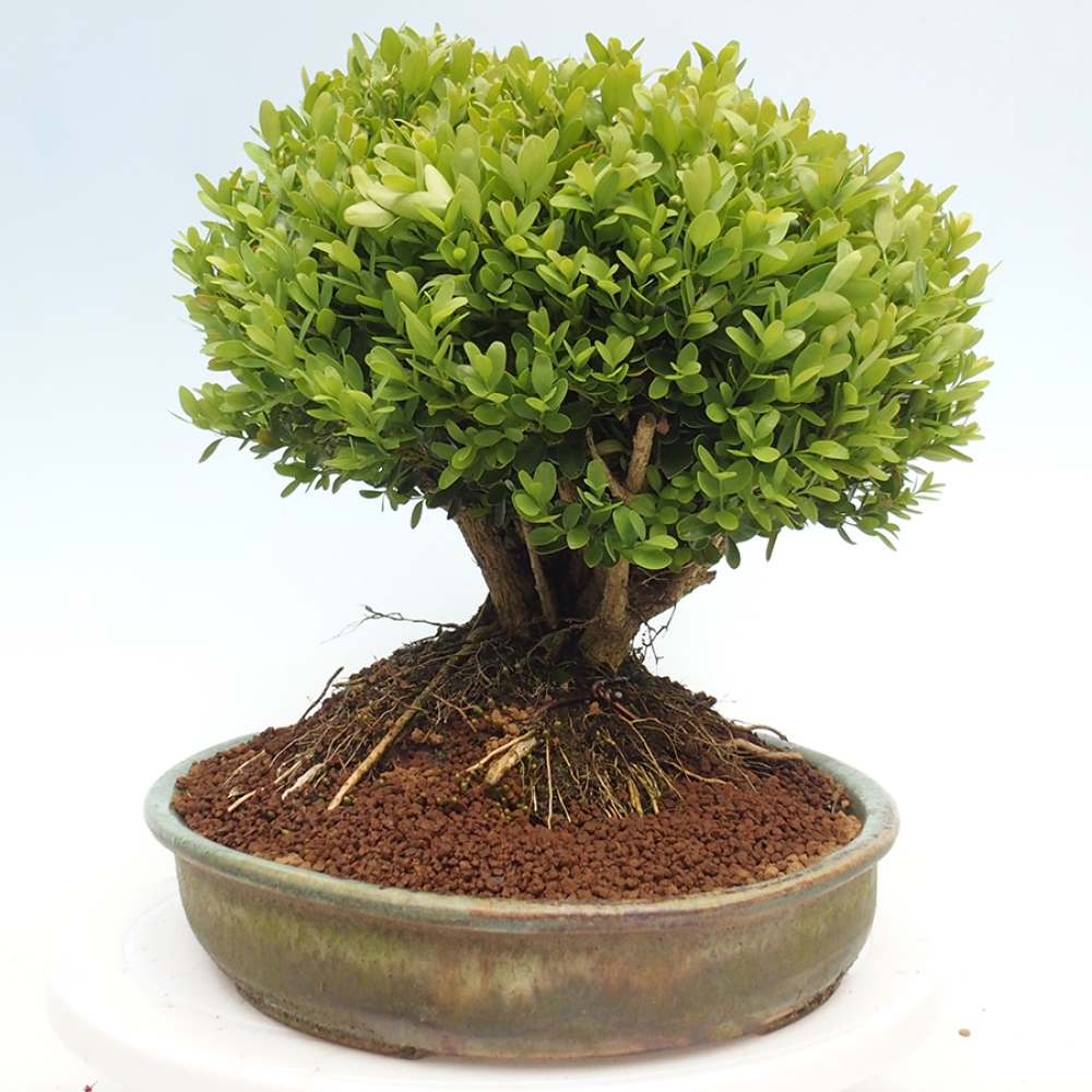 Outdoor bonsai - Buxus sempervirens - boxwood