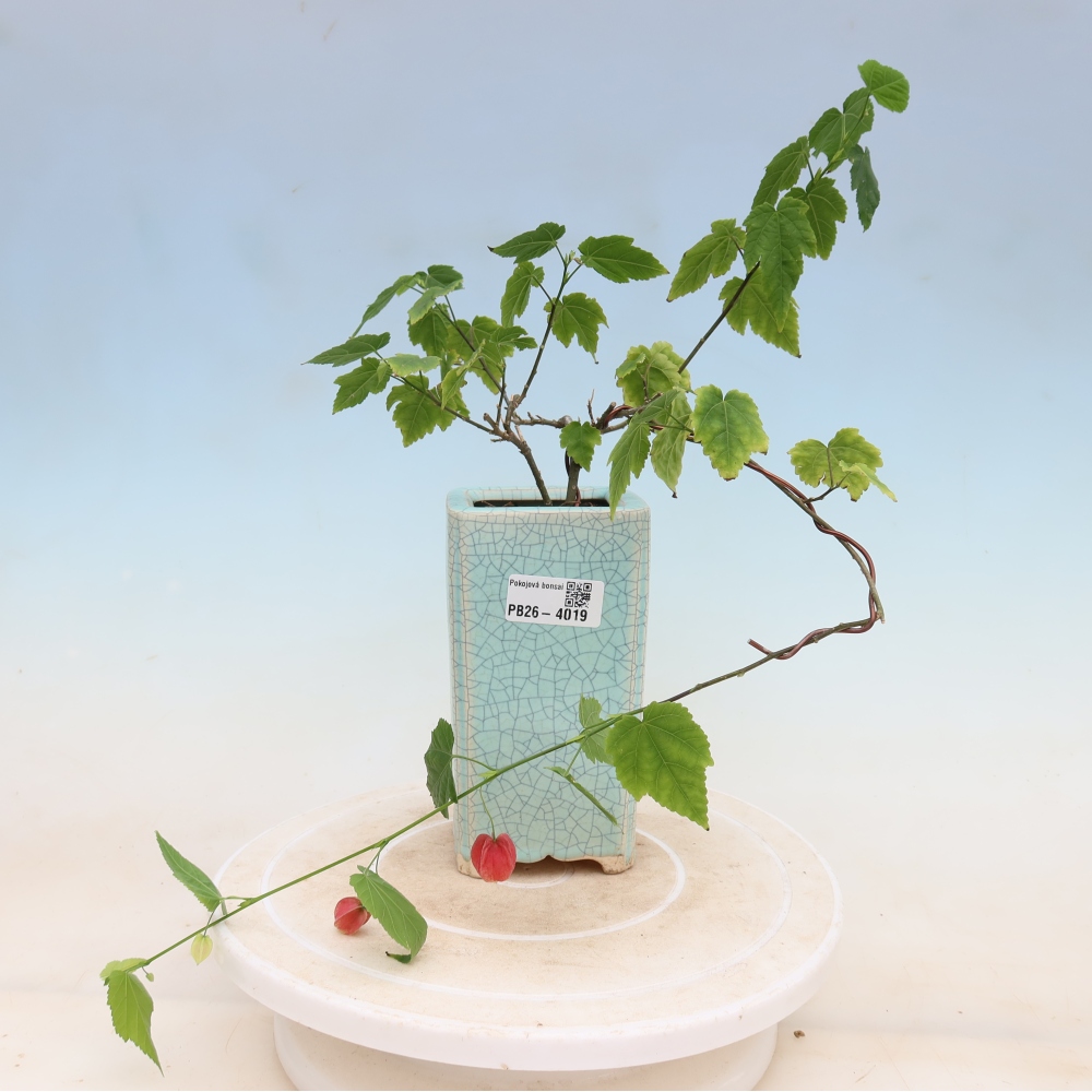 Indoor bonsai - Abutilon Big Bell - Cloudberry