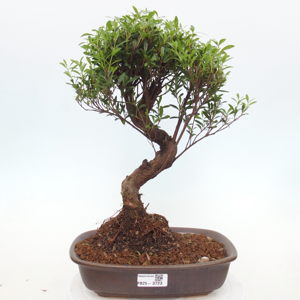 Room bonsai - Syzygium - Pimento
