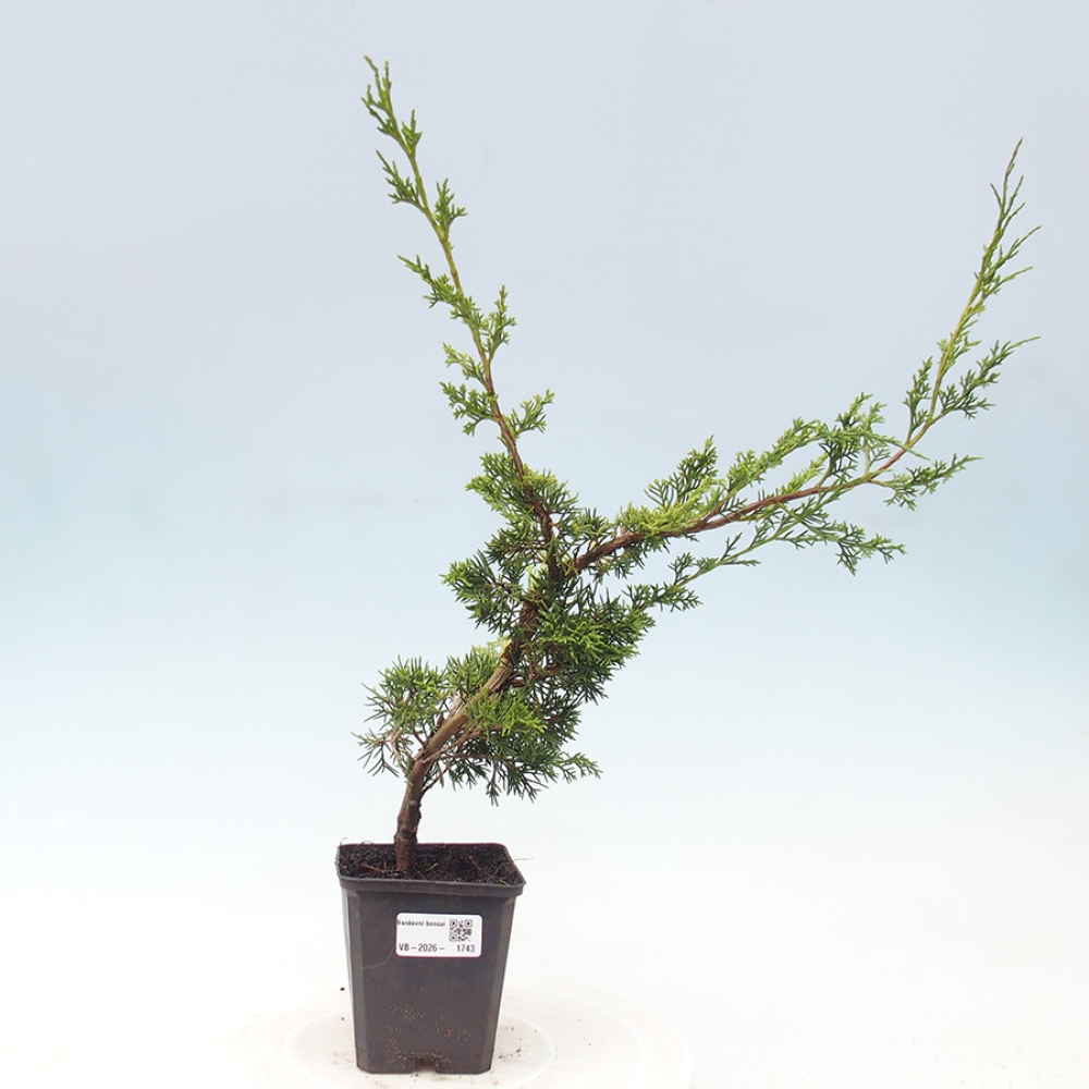 Outdoor bonsai - Juniperus chinensis Itoigawa