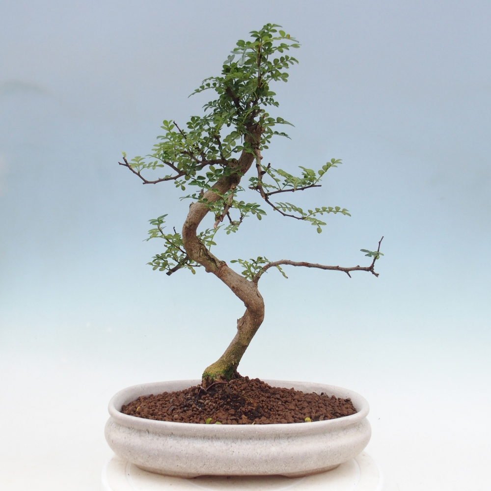 Room bonsai - Zantoxylum piperitum - pepper tree