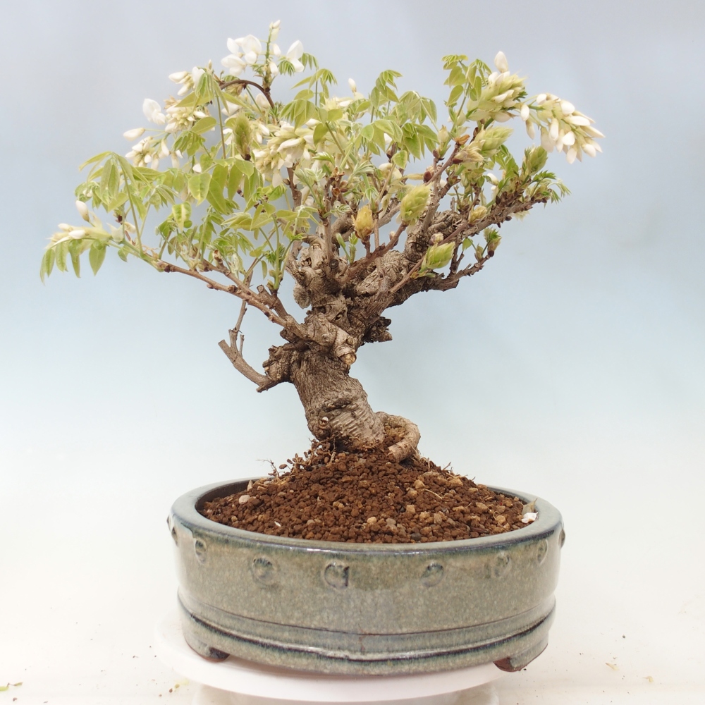 Outdoor bonsai - Vistaria - Wisteria