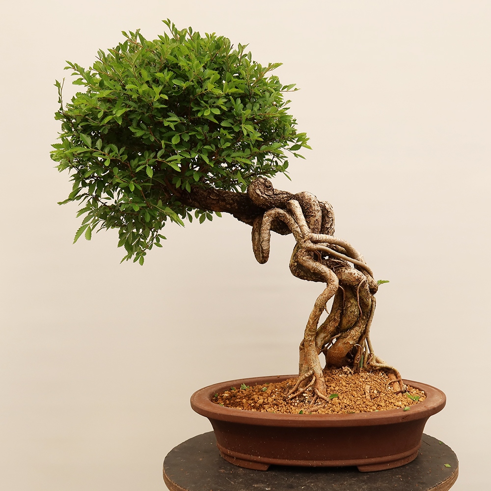 Outdoor bonsai - Zelkova - Zelkova NIRE