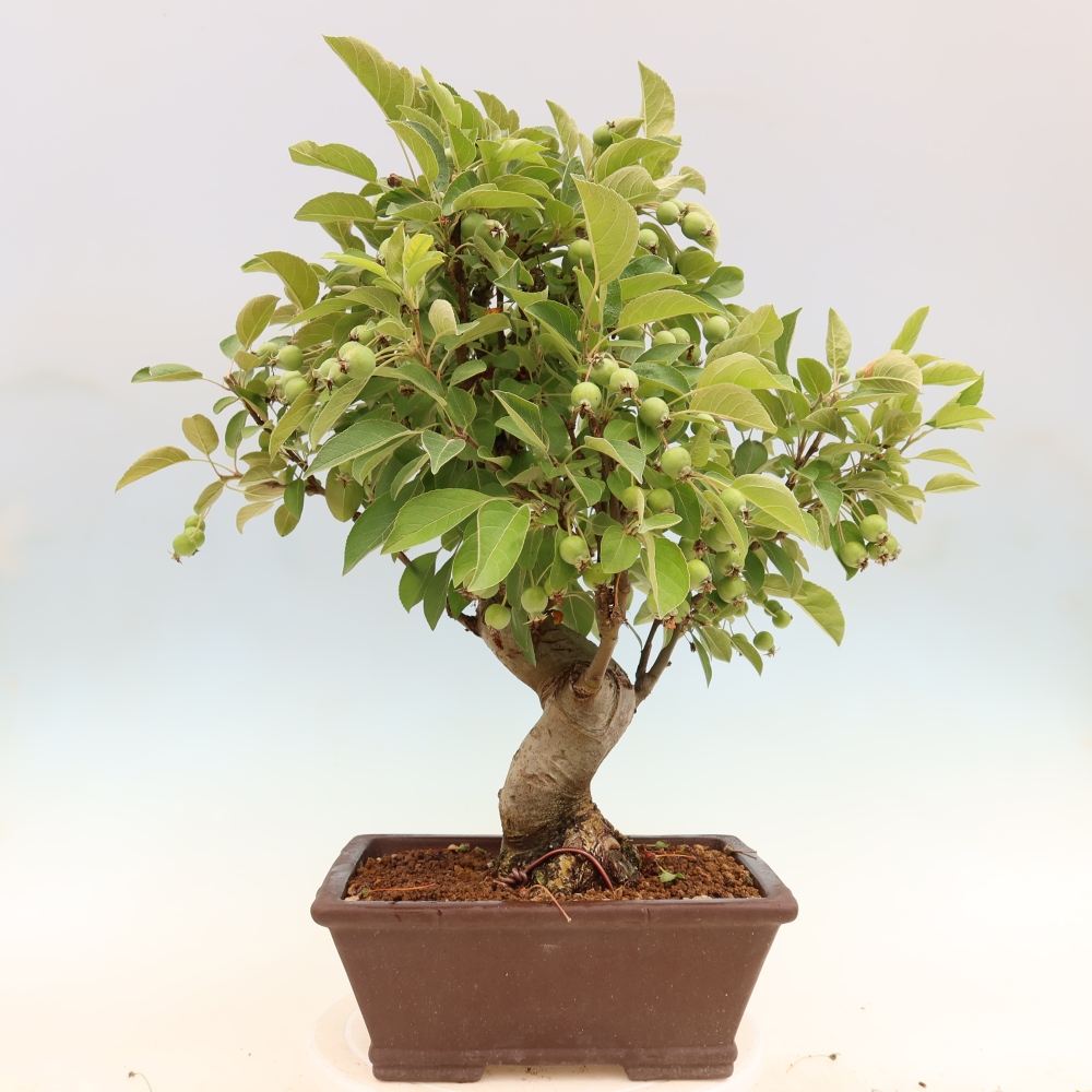 Outdoor bonsai -Malus halliana - Small-fruited apple tree