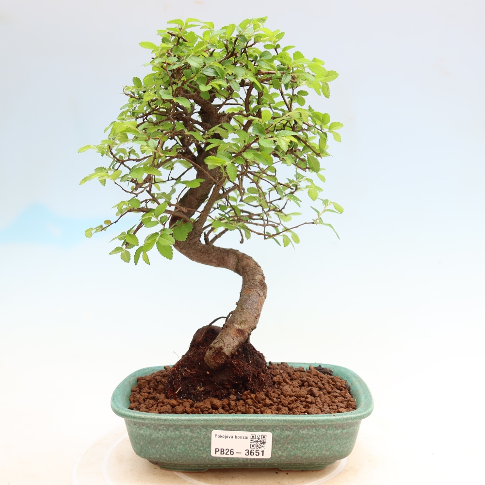 Room bonsai - Ulmus parvifolia - Small-leaved elm