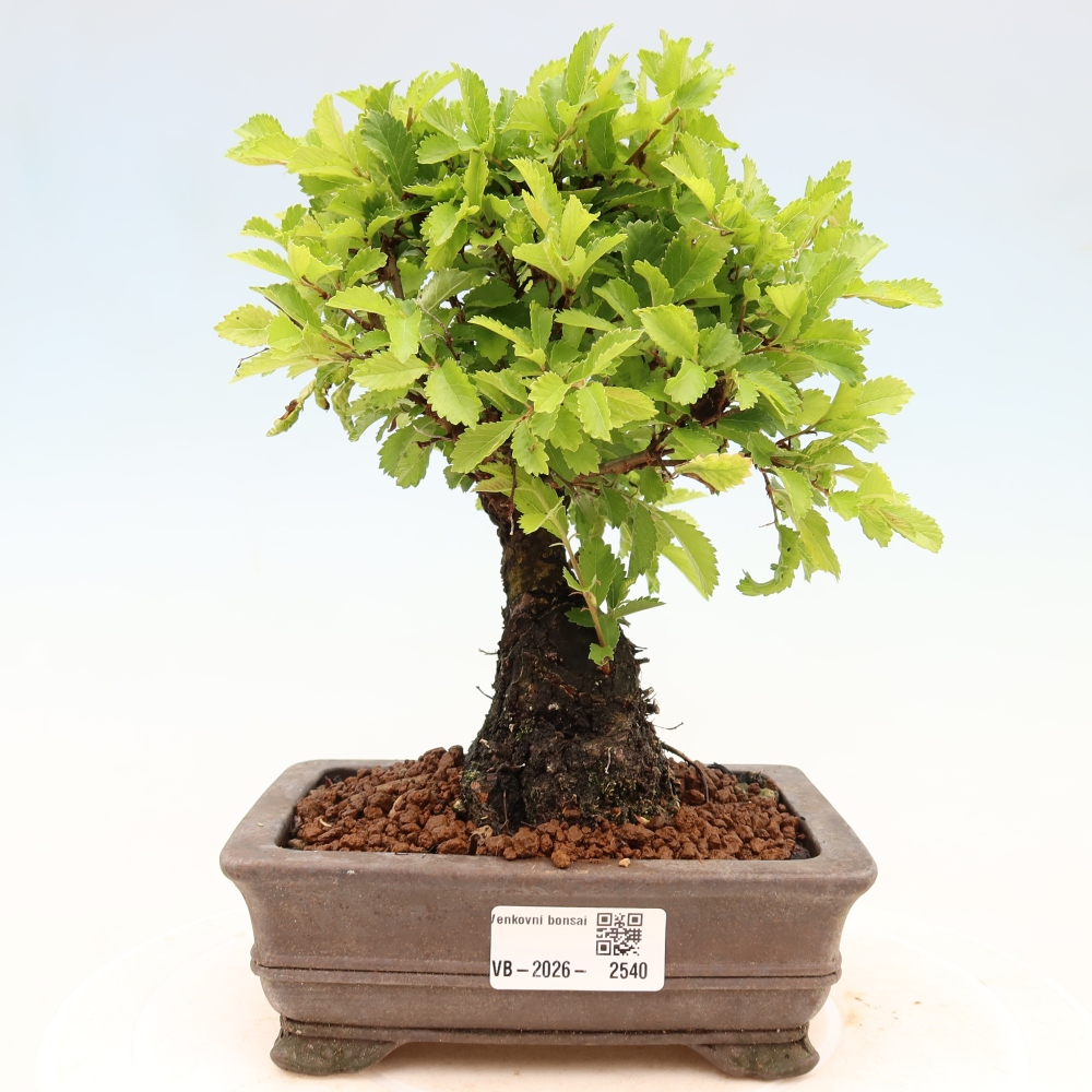 Outdoor bonsai - Zelkova - Zelkova NIRE