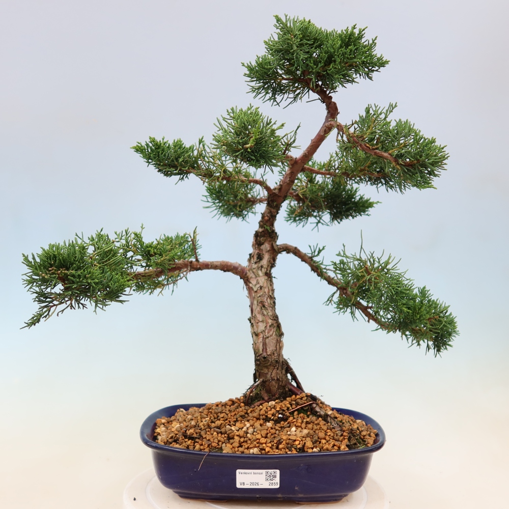Outdoor bonsai - Juniperus chinensis Kishu