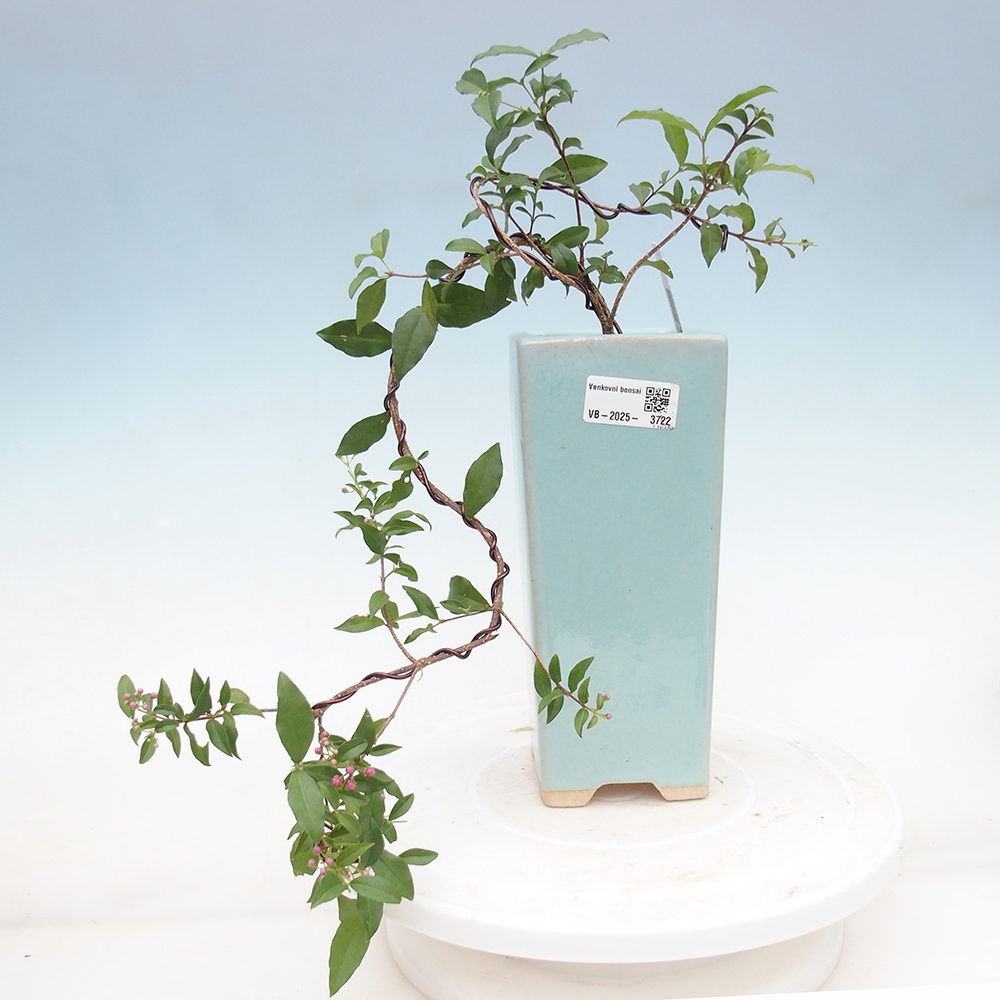 Room bonsai - cherry Malpighia coccigera- Barbdorská