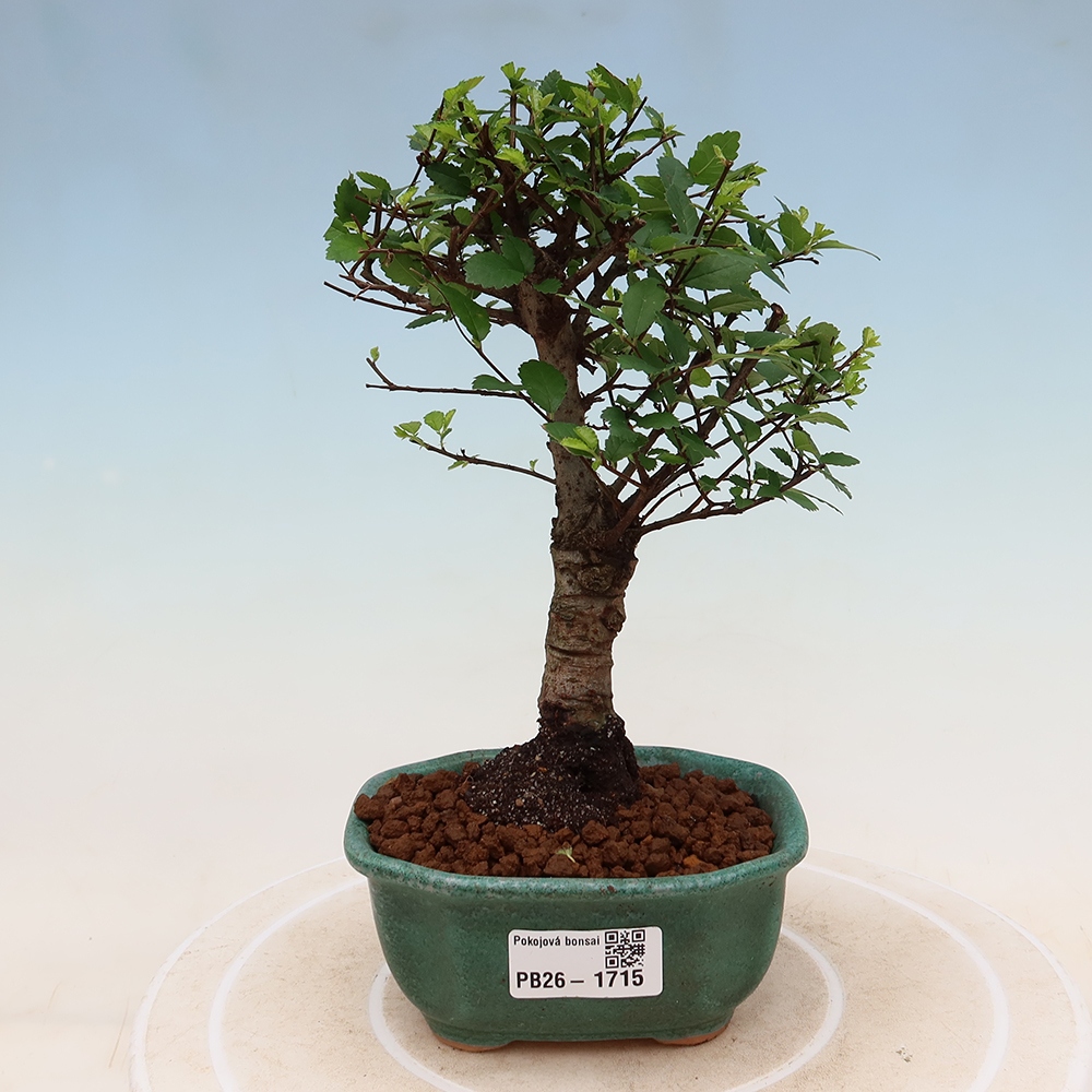 Room bonsai - Ulmus parvifolia - Small-leaved elm