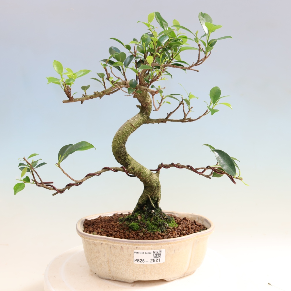 Room bonsai - Ficus retusa - small-leaved ficus