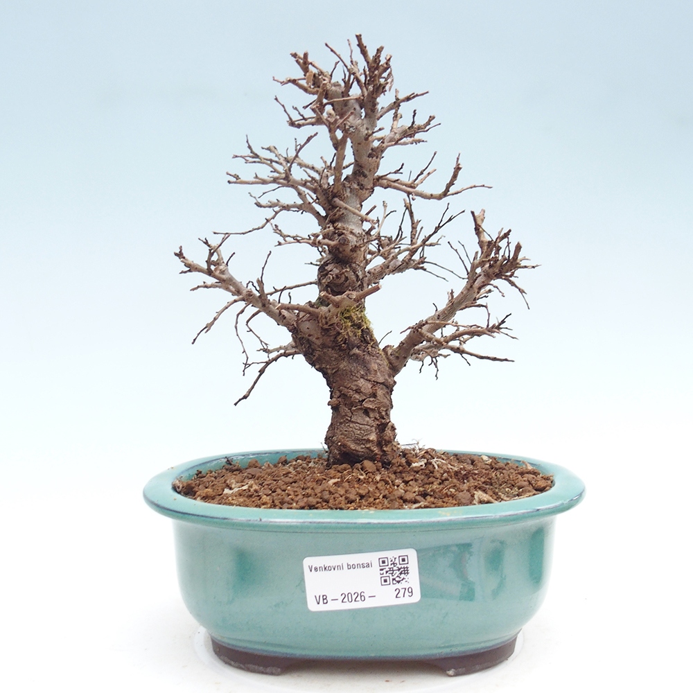 Outdoor bonsai - Zelkova - Zelkova NIRE