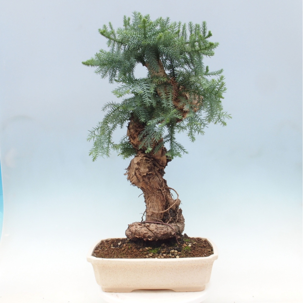 Room bonsai - Araukarie - room spruce