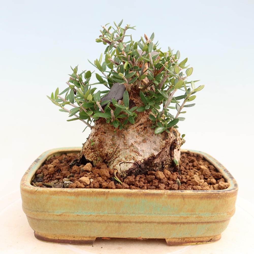 Indoor bonsai - Olea europaea sylvestris