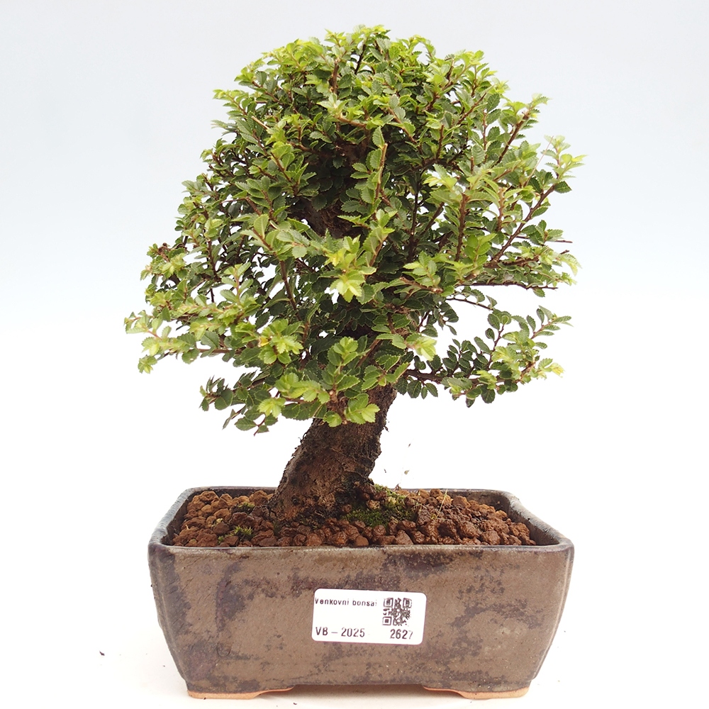 Outdoor bonsai - Ulmus parvifolia Hokkaido - Chinese elm