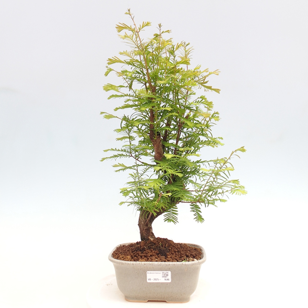 Outdoor bonsai - Metasequoia glyptostroboides - Chinese Metasequoia