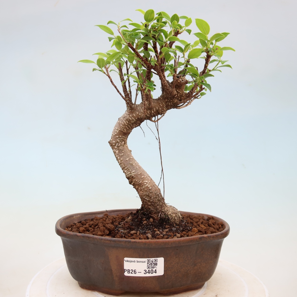 Room bonsai - Ficus kimmen - small-leaved ficus