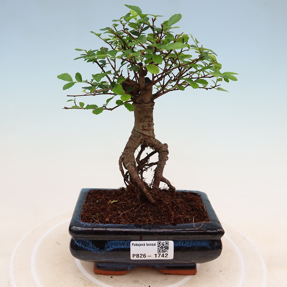 Room bonsai - Ulmus parvifolia - Small-leaved elm