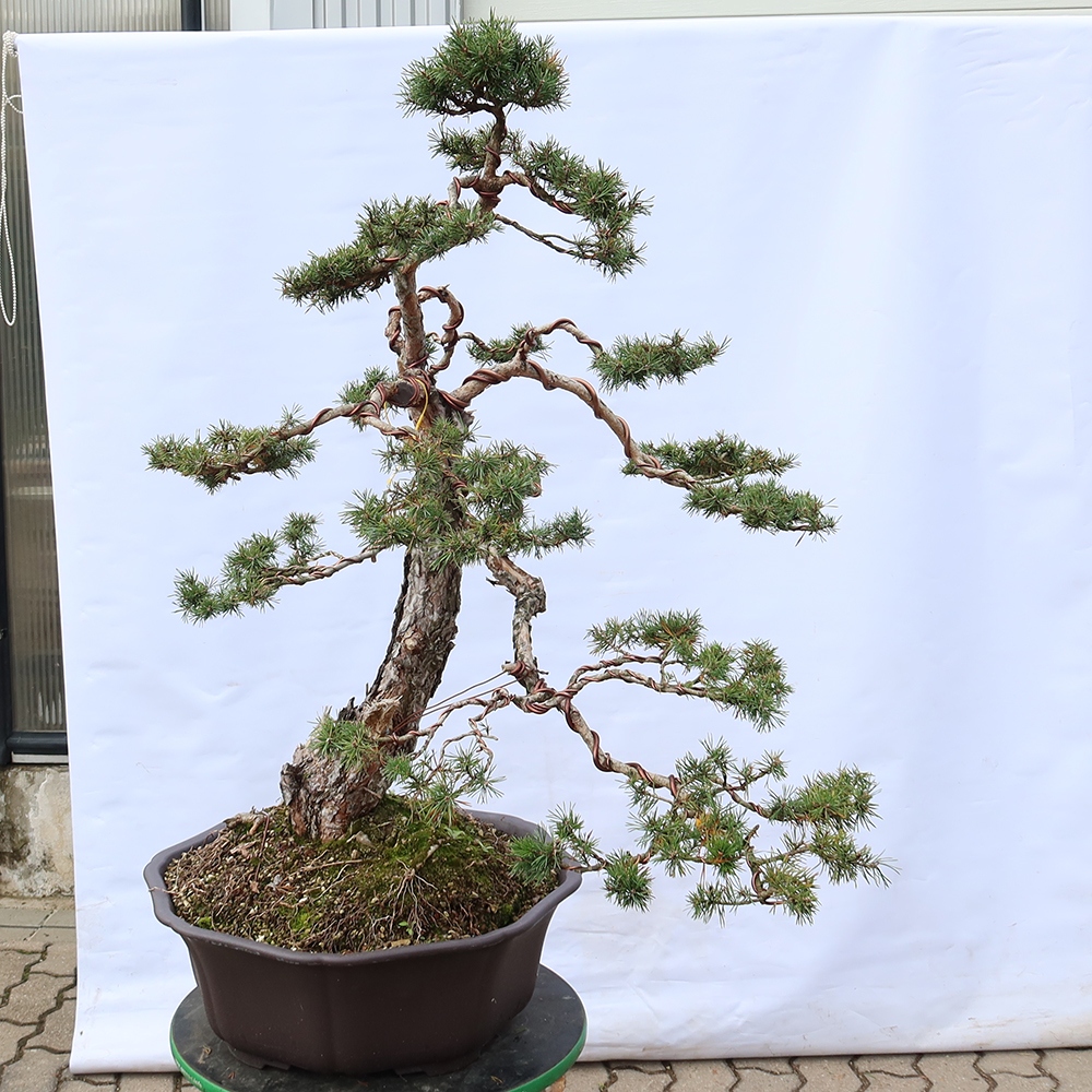 Pinus sylvestris Spain - Scots pine
