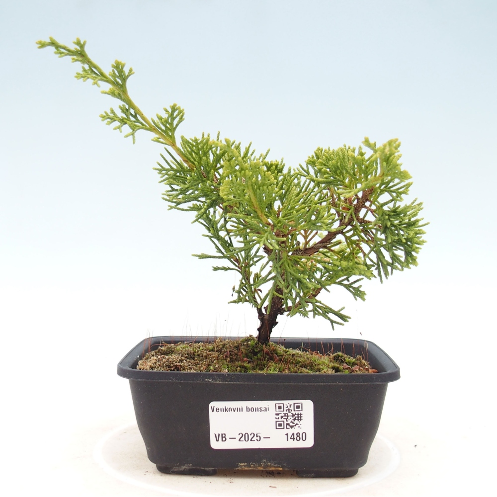 Outdoor bonsai - Juniperus chinensis Itoigawa - Chinese juniper
