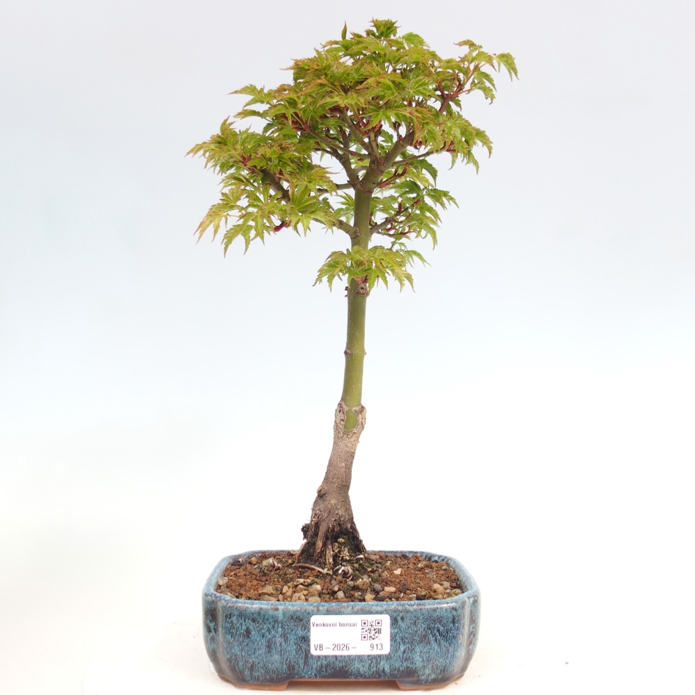 Outdoor bonsai -Javor palm Acer palmatum Shishigashira