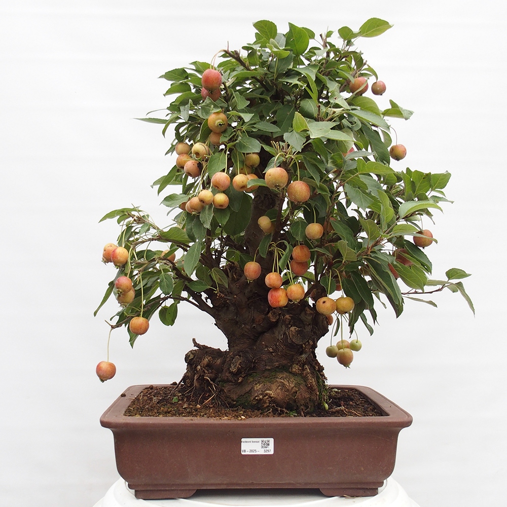 Outdoor bonsai - Malus halliana - Small-fruited apple tree