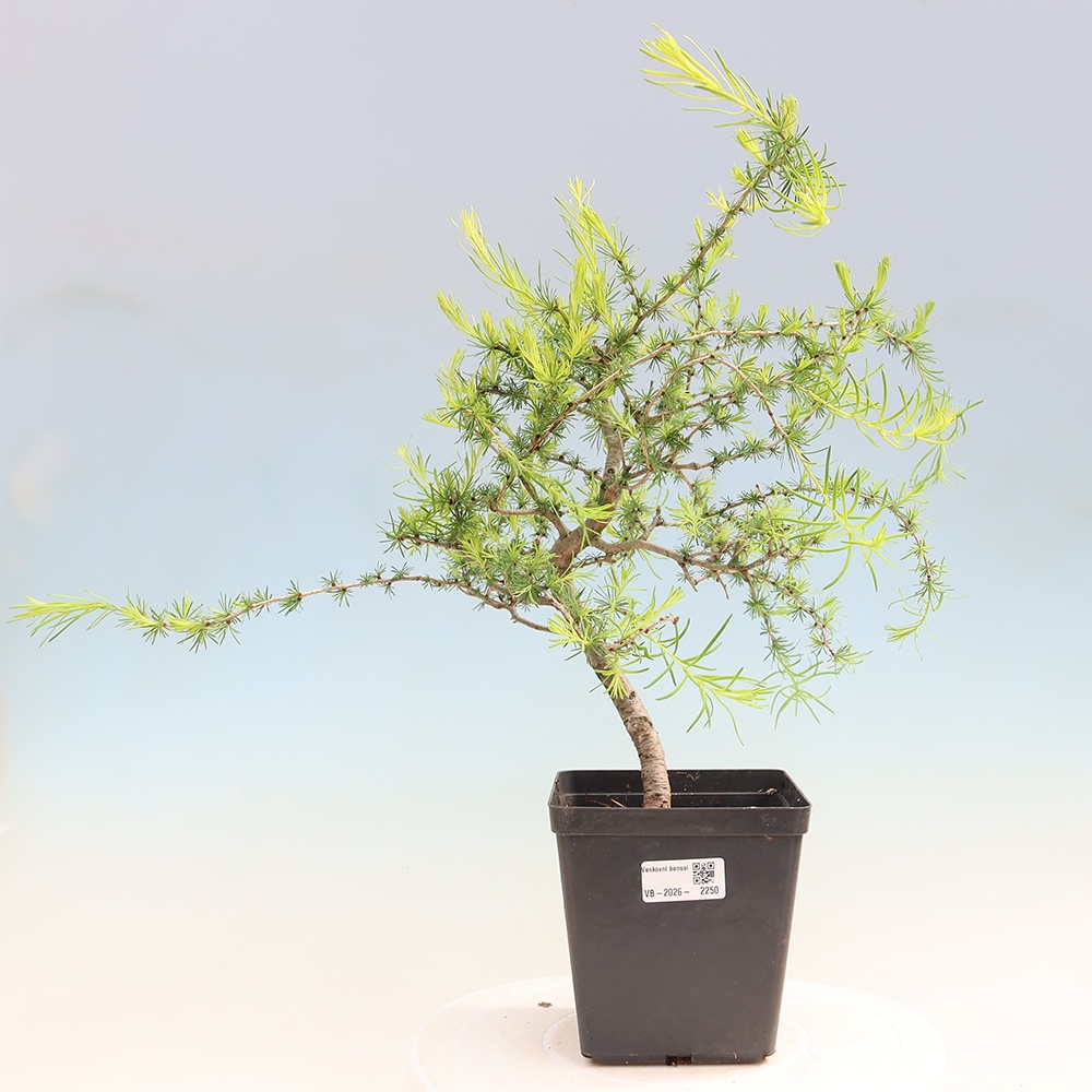 Outdoor bonsai -Larix decidua - Larch
