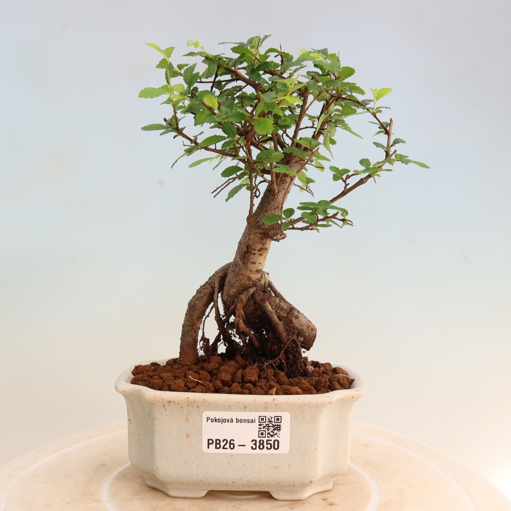 Room bonsai - Ulmus parvifolia - Small-leaved elm