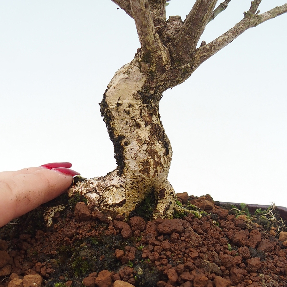 Outdoor bonsai- European elm - euonimus