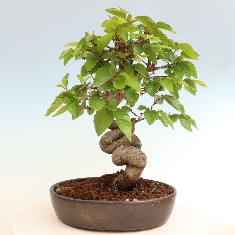 Outdoor bonsai -Carpinus coreana - Korean Hornbeam