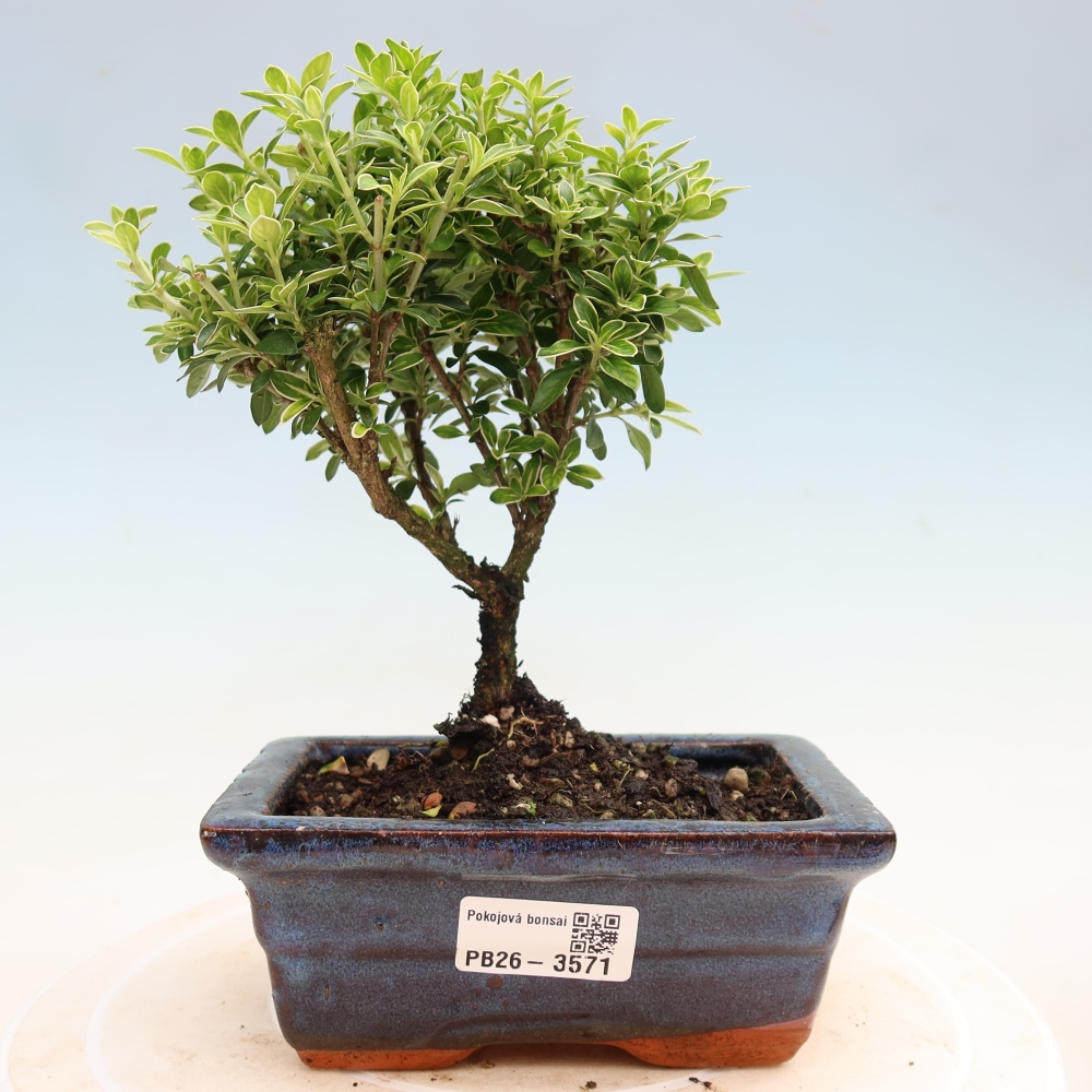 Indoor Bonsai - Serissa foetida Variegata - Tree of a Thousand Stars
