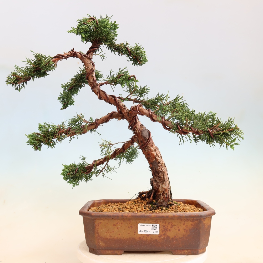 Outdoor bonsai - Juniperus chinensis Kishu
