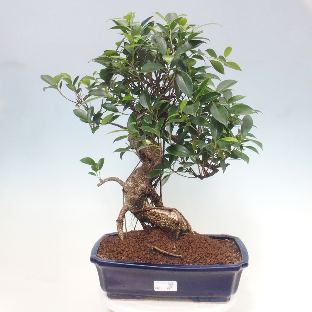 Indoor bonsai - Ficus kimmen - small-leaved ficus
