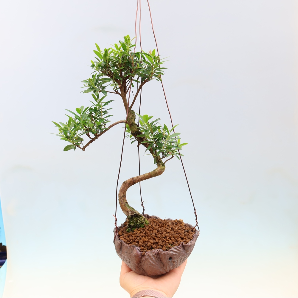 Kokedama in a Ceramic Pot - Syzygium - Pimento Tree
